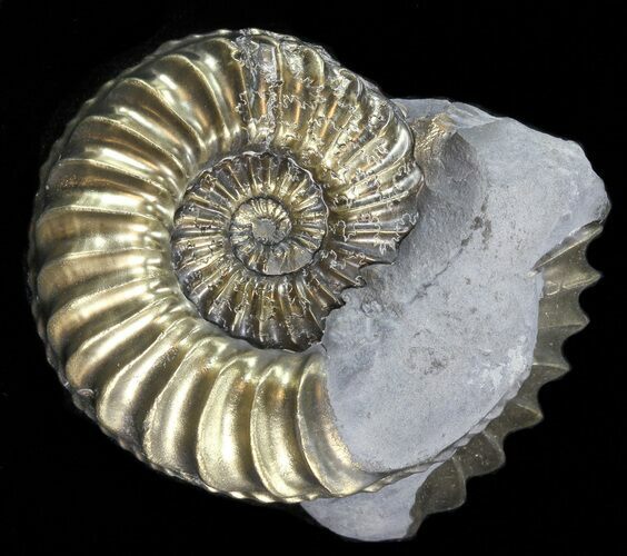 Pyritized Pleuroceras Ammonite - Germany #42755
